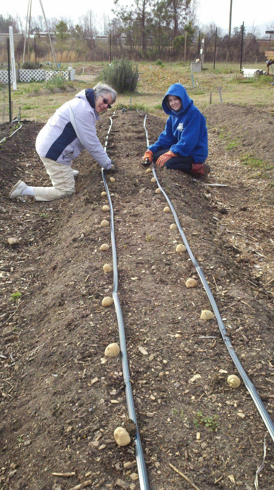 Getting those potato plants in~