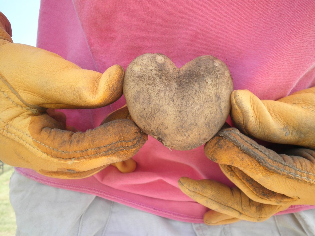 Potato in heart shape
