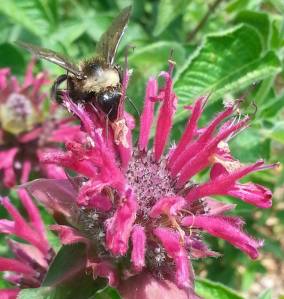 Bee balm