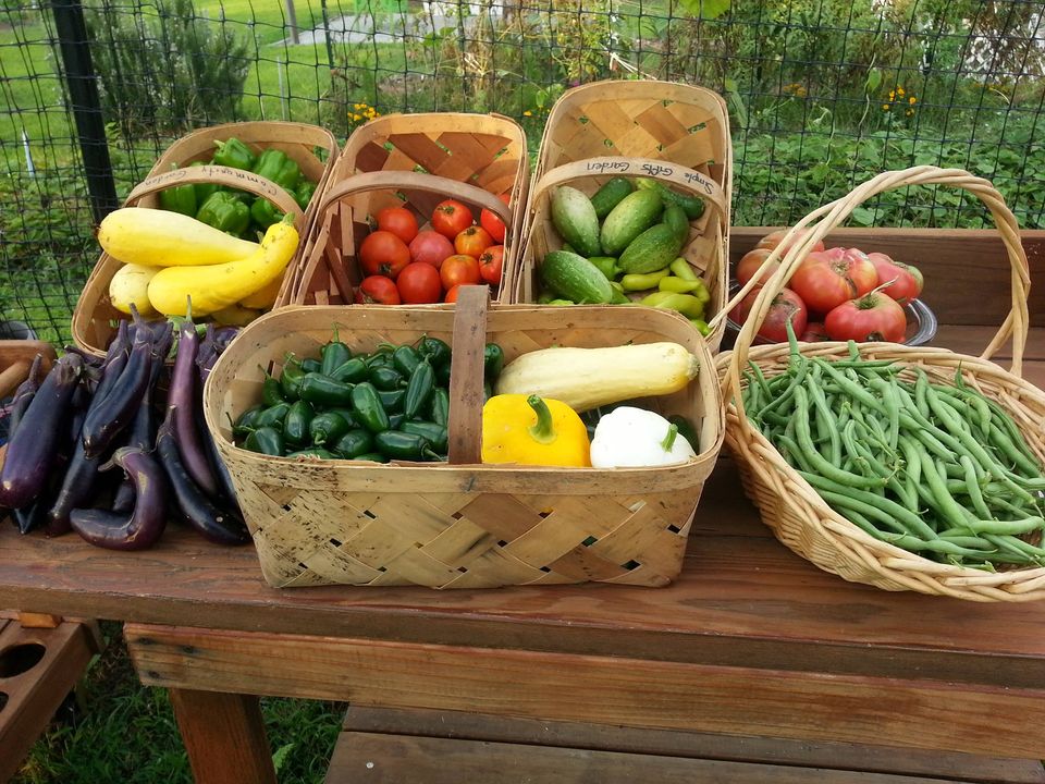 Basket of fresh produce