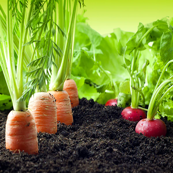 Garden starting soon!