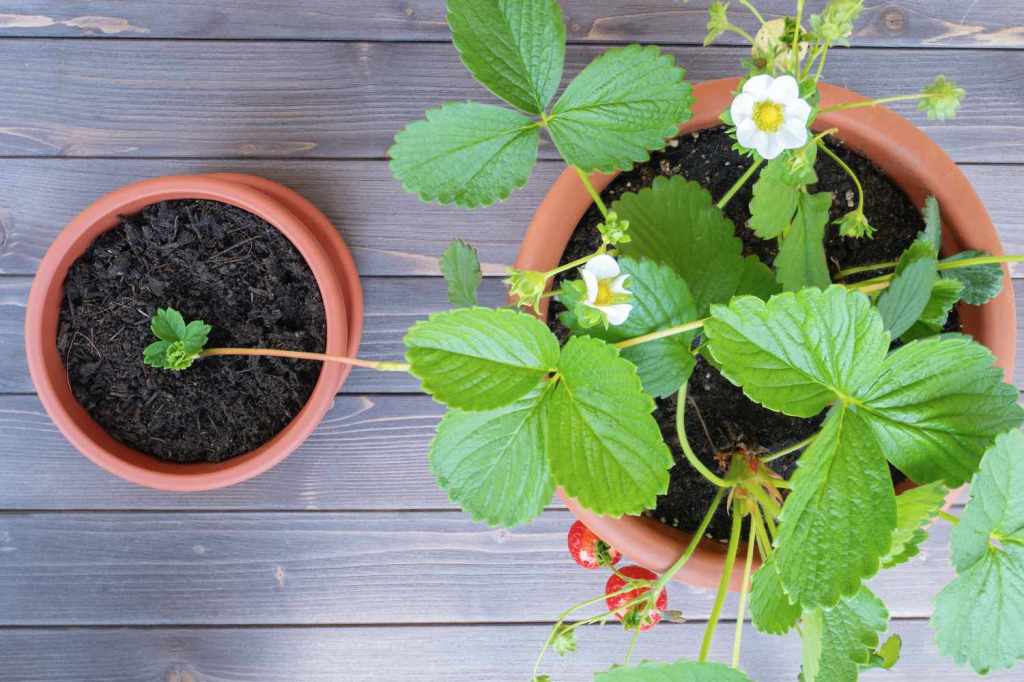 Strawberry plant give-away!