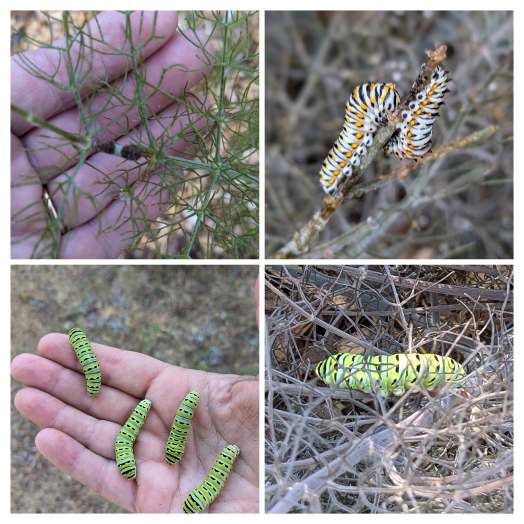 Black swallowtail caterpillars on bronze fennel