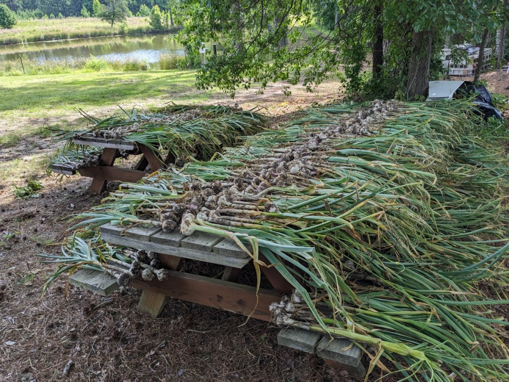 harvesting garlic and potatoes