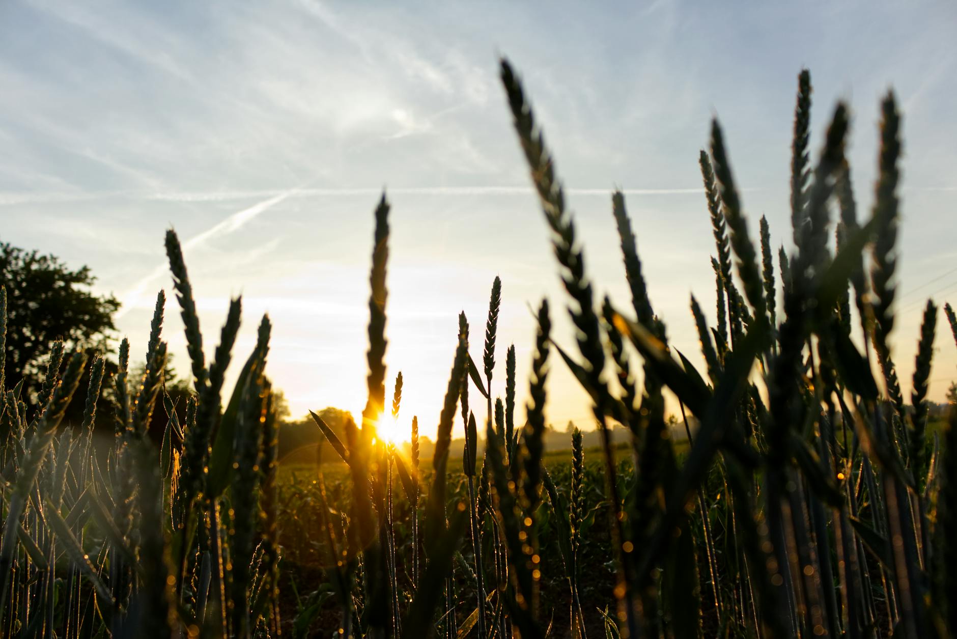Sunrise in farmer's field