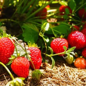 Strawberry plant giveaway!
