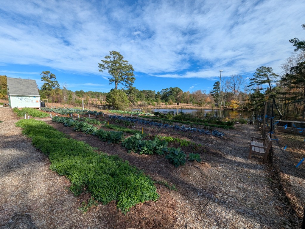 View of the garden, shed, and pond