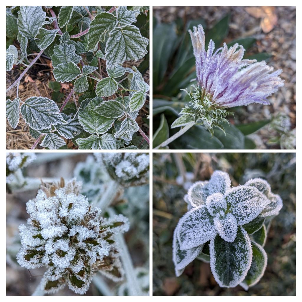 Flowers and crops covered with frost