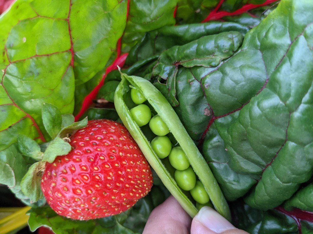 spring crops closeup