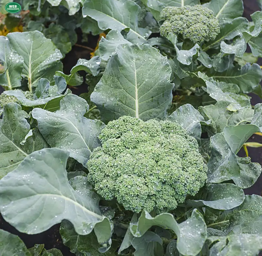 Planting brassicas and meeting new friends!