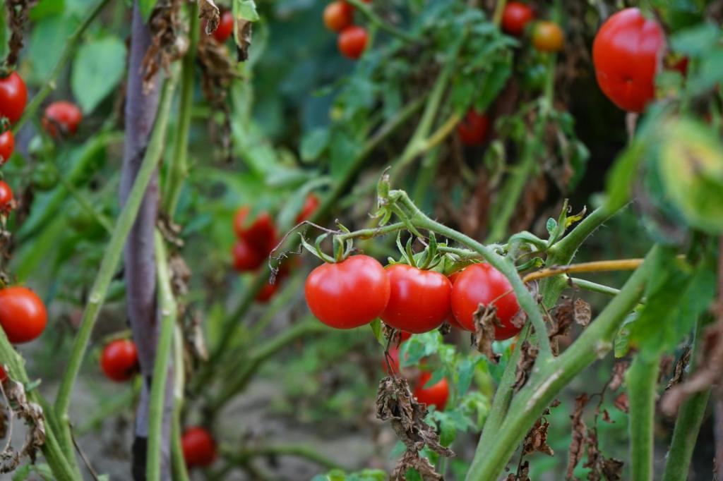 New How-To Video: Tomatoes!