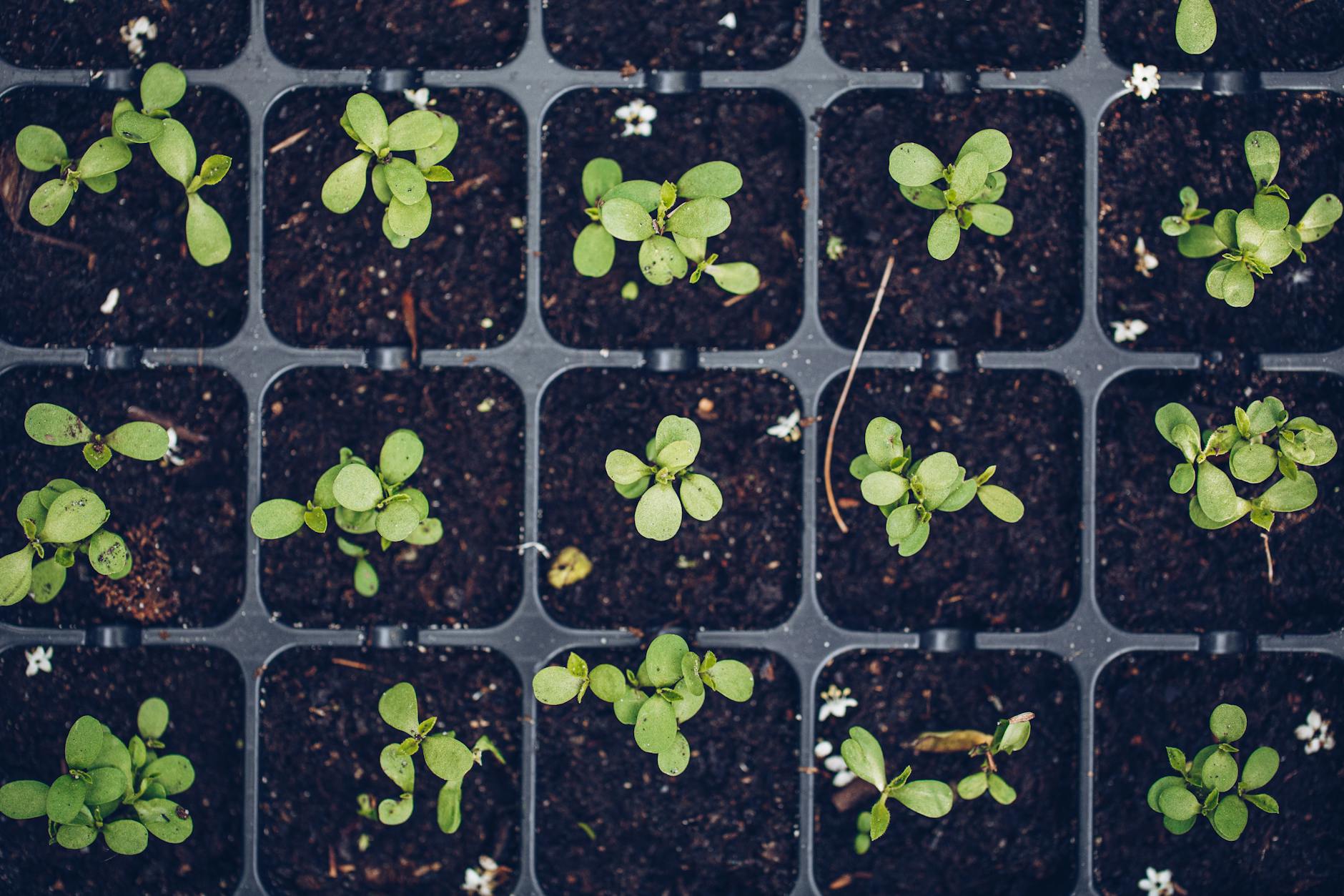 Seedlings in a tray