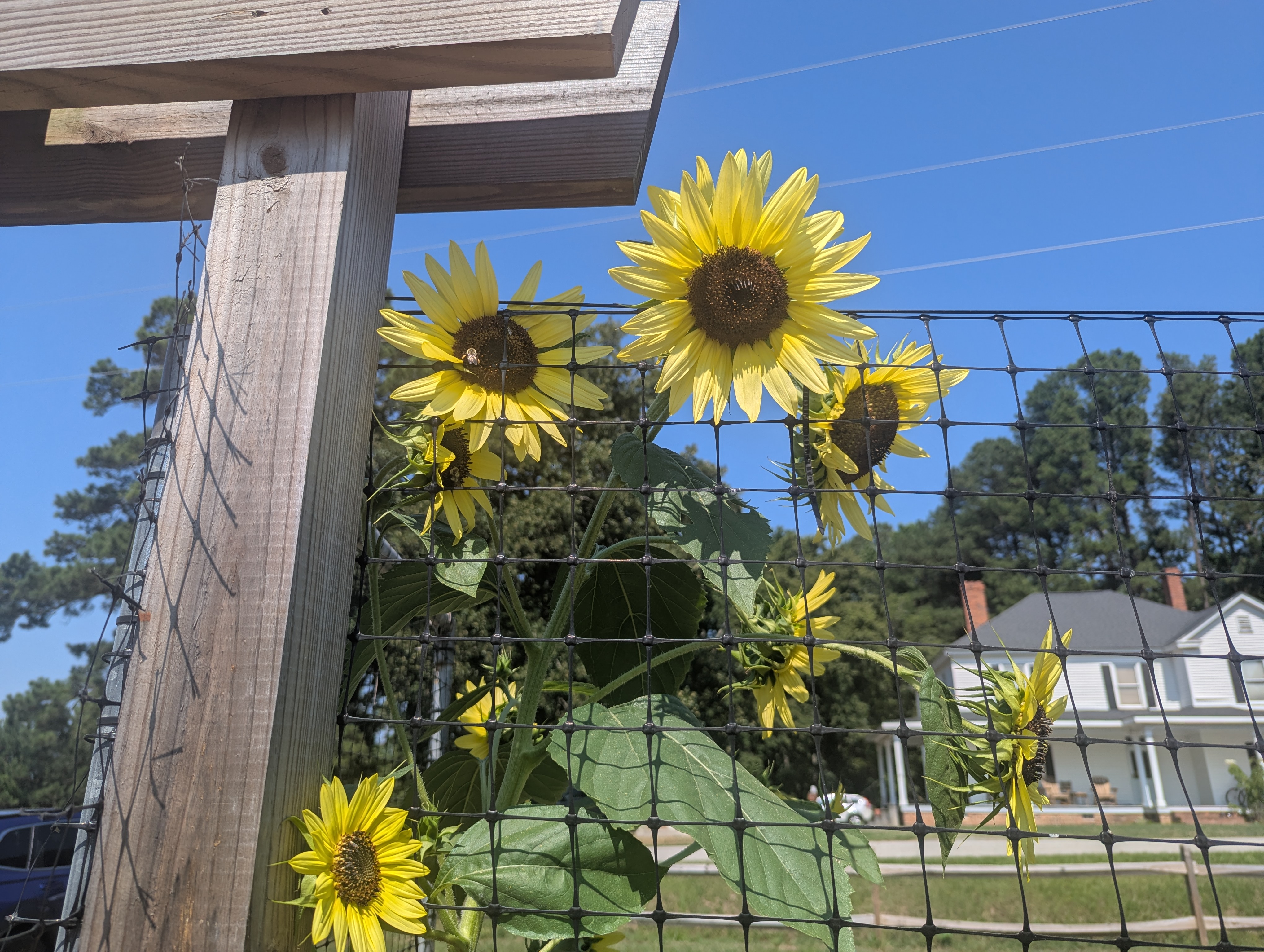 Garden Starts at 8 AM Thursday (July 16)